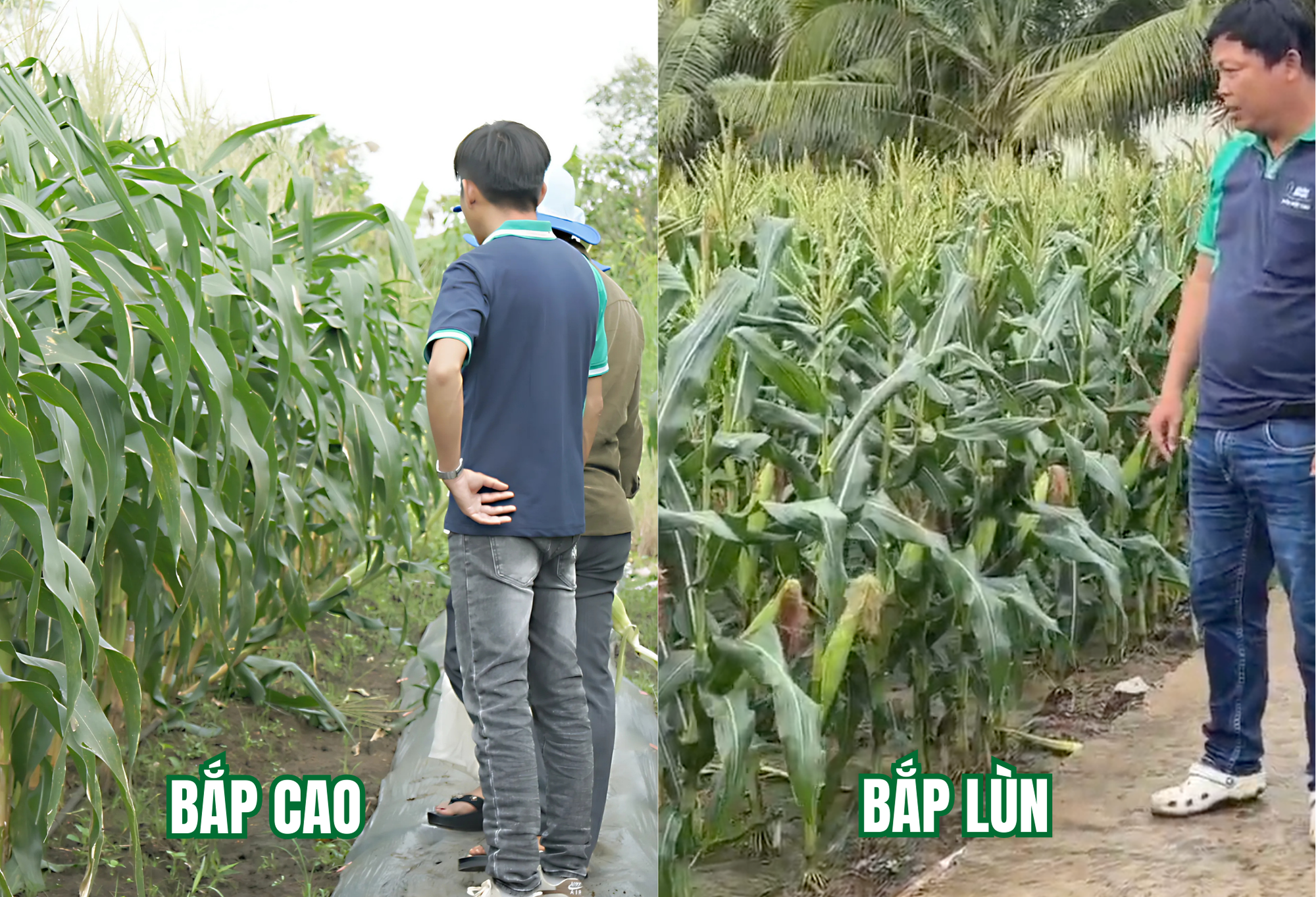 Hình ảnh thực tế chiều cao 2 loại bắp khi người đứng cạnh