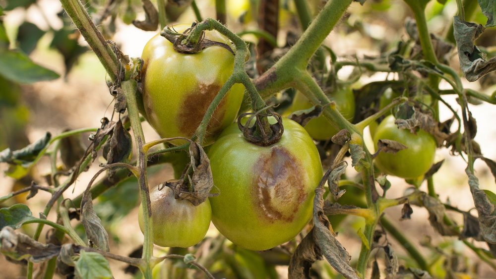 benh-suong-mai-tren-qua-ca-chua-muaboithu