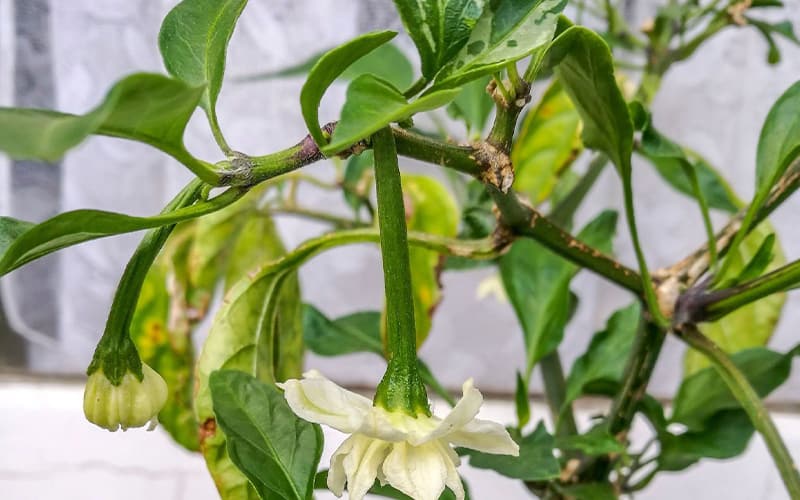 benh-suong-mai-tren-canh-ot-muaboithu