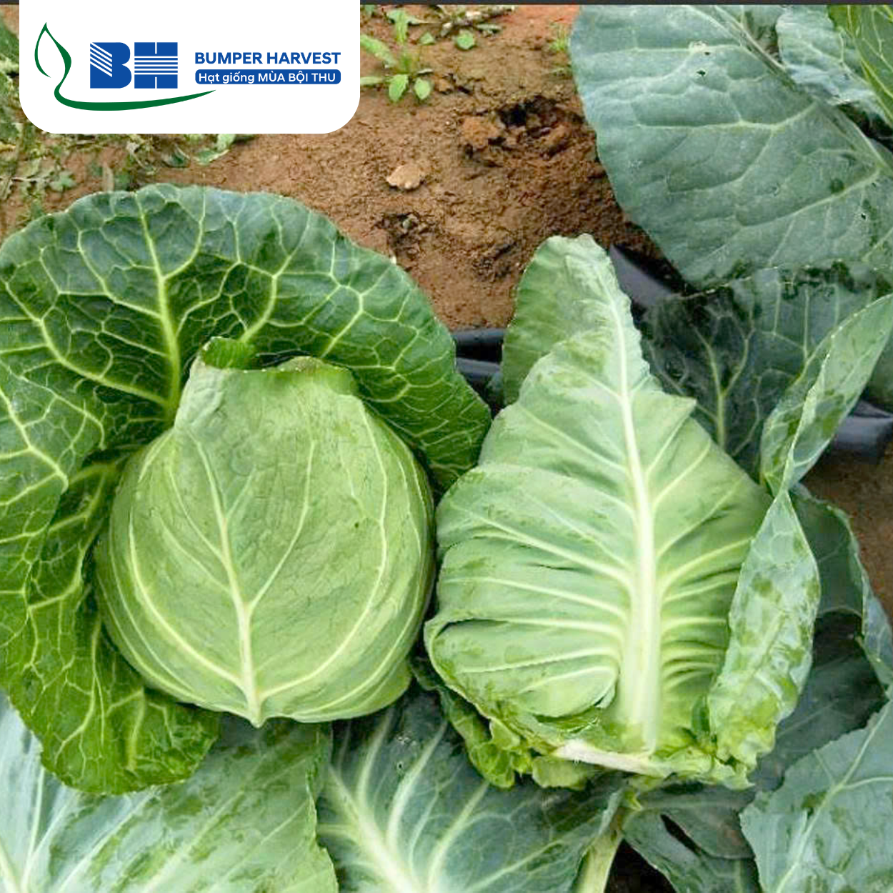 BẮP CẢI TRÁI TIM "BLOOMING"