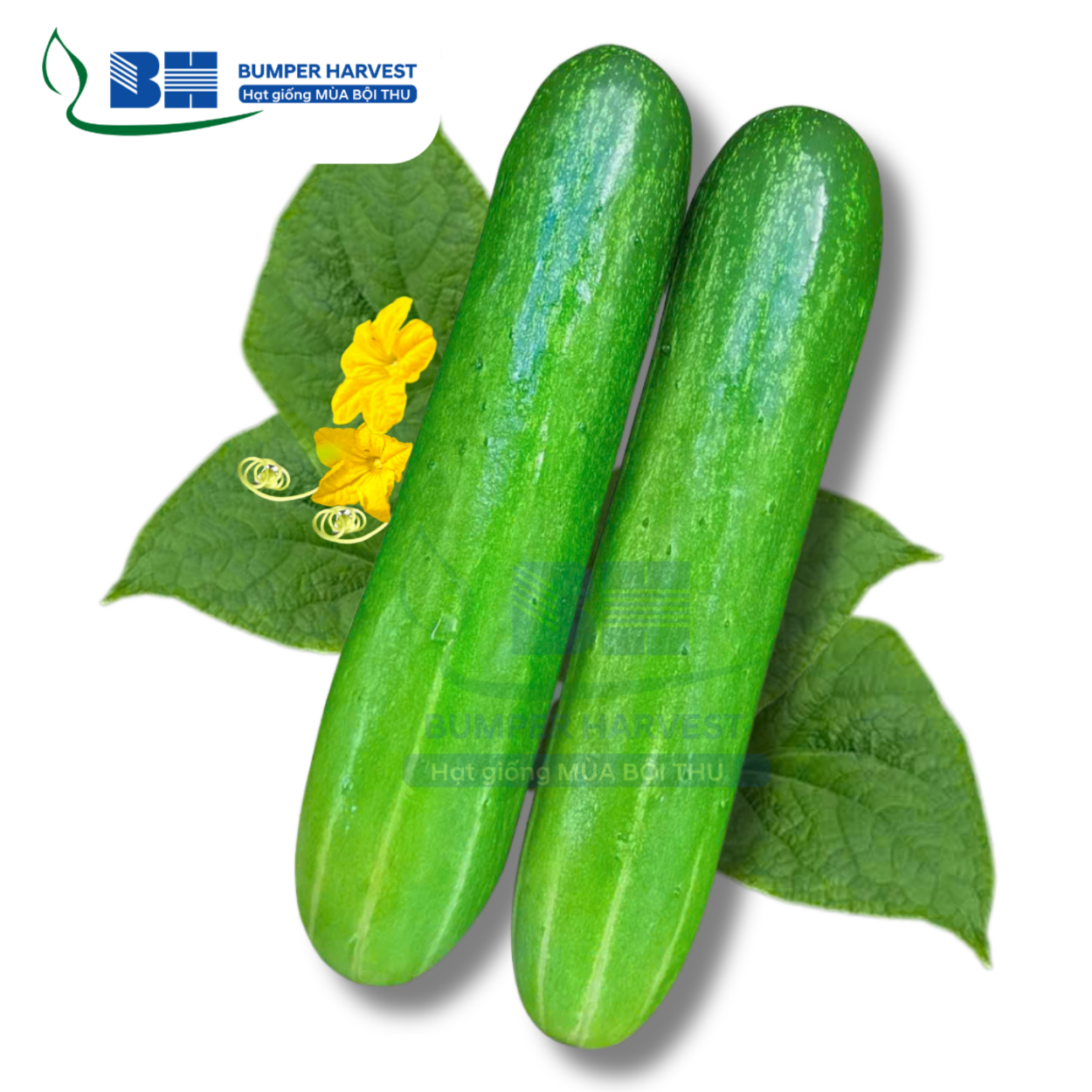 DƯA LEO "LỤC BẢO"