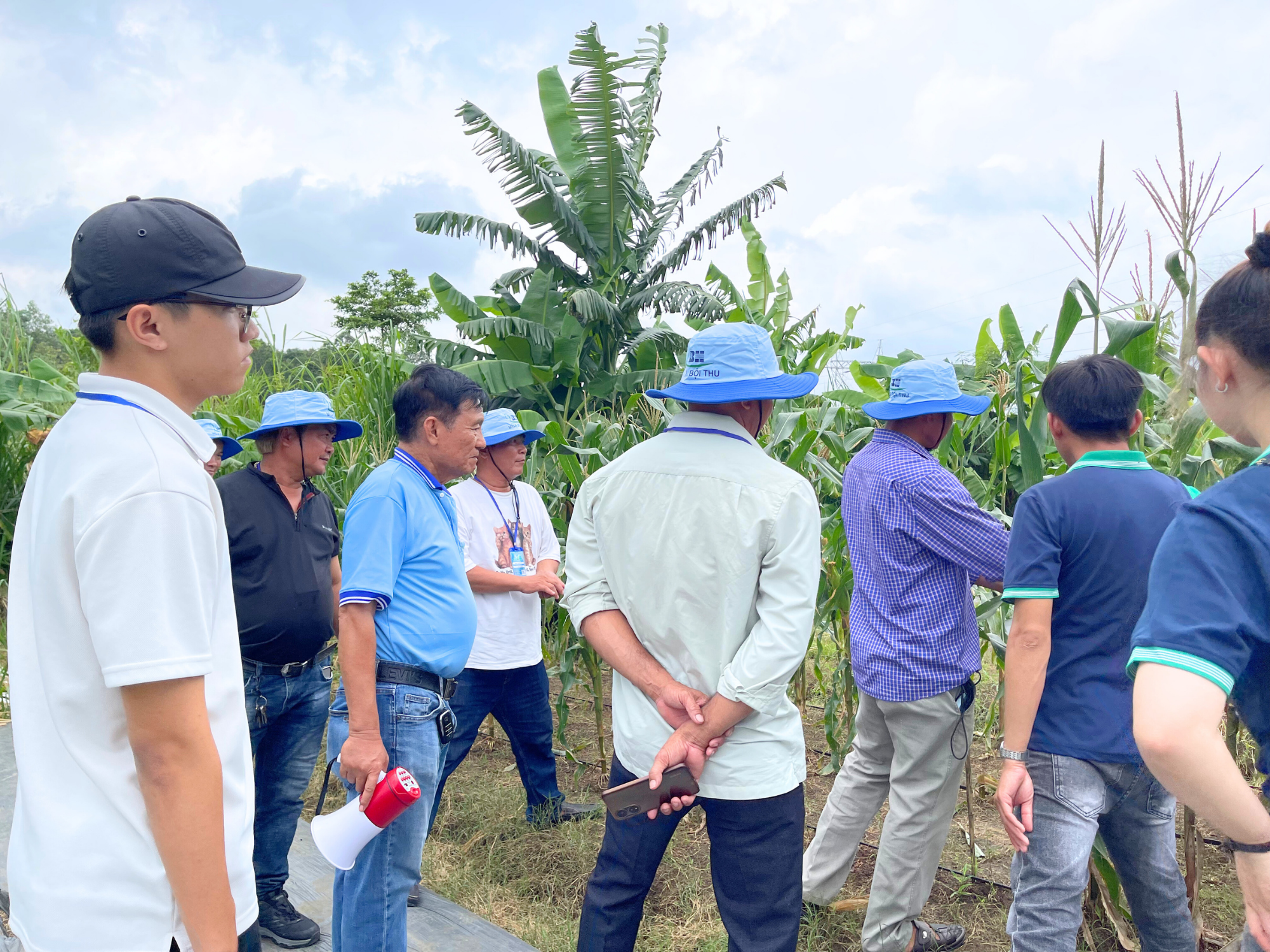 Khách hàng trực tiếp đánh giá bắp nếp tại ruộng